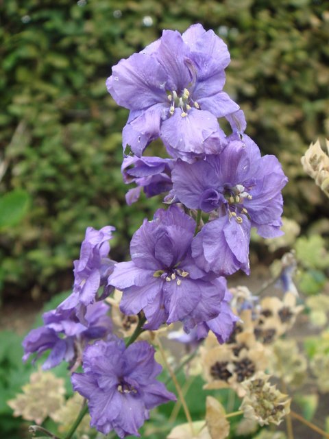 Delphinium ajacis 'Imperial melange' fleur